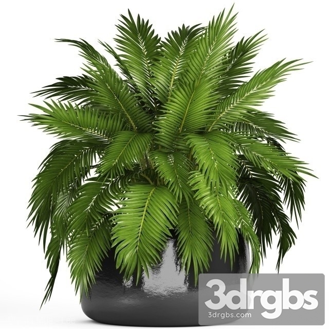 Dypsis Lutescens Mini Indoor 3dsmax Download - thumbnail 1