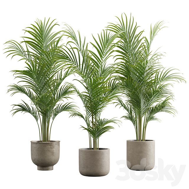 Dypsis Lutescens Set – Areca Palm 3ds Max - thumbnail 1