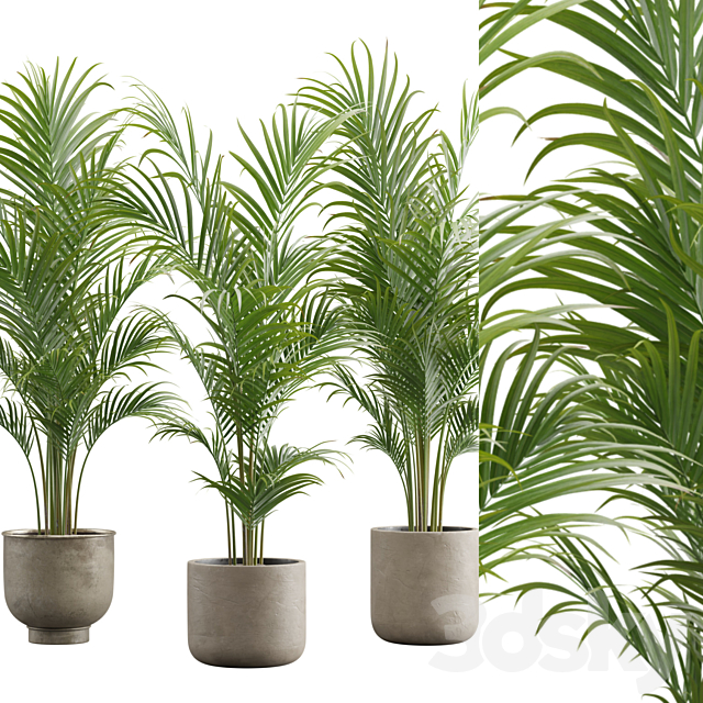 Dypsis Lutescens Set – Areca Palm 3ds Max - thumbnail 2