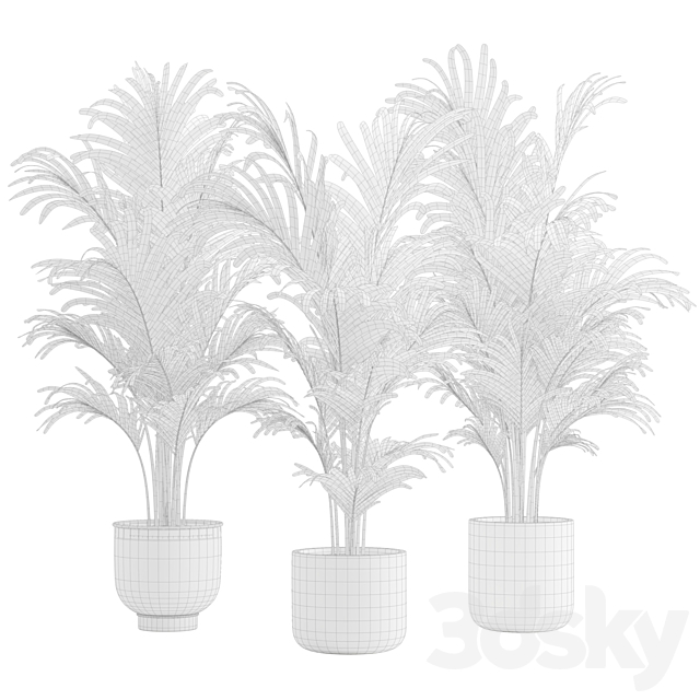 Dypsis Lutescens Set – Areca Palm 3ds Max - thumbnail 3