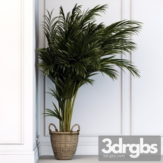 Dypsis Plant 3dsmax Download - thumbnail 1