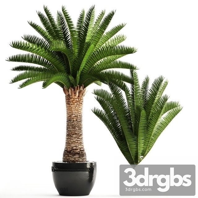 Encephalartos Altensteinii 3dsmax Download - thumbnail 1