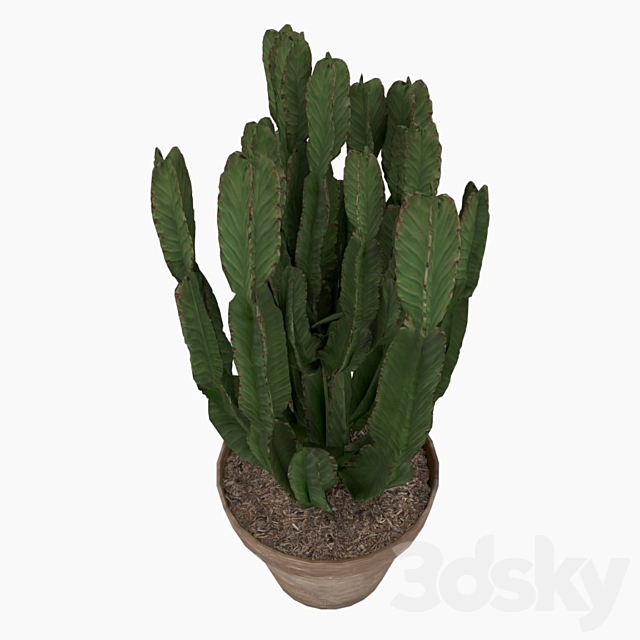 Euforbia Cactus euphorbia cactus 3DS Max Model - thumbnail 2