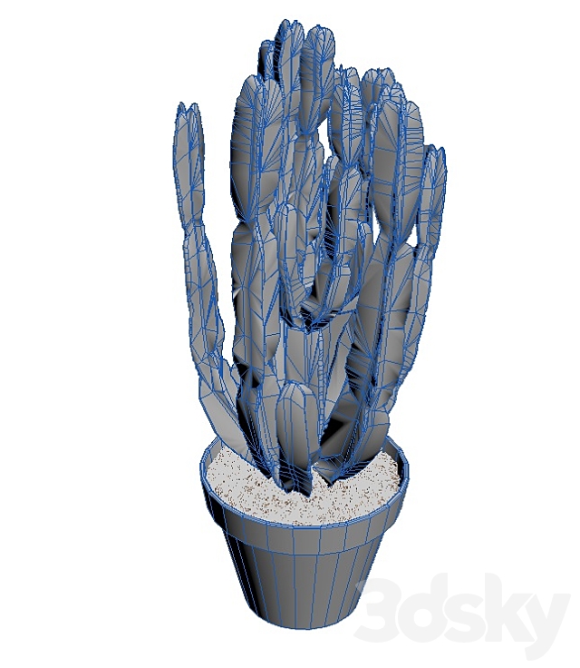 Euforbia Cactus euphorbia cactus 3DS Max Model - thumbnail 3