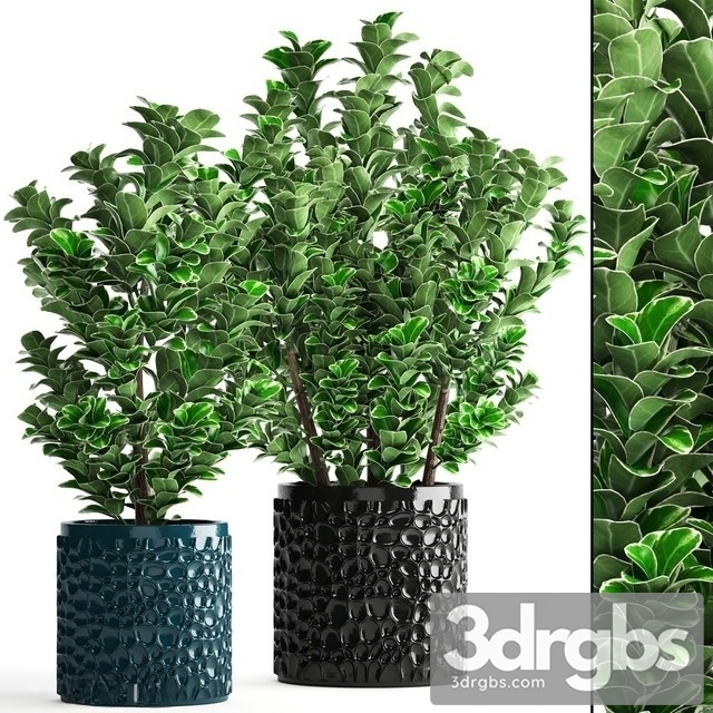 Euonymus In Pot 3dsmax Download - thumbnail 1