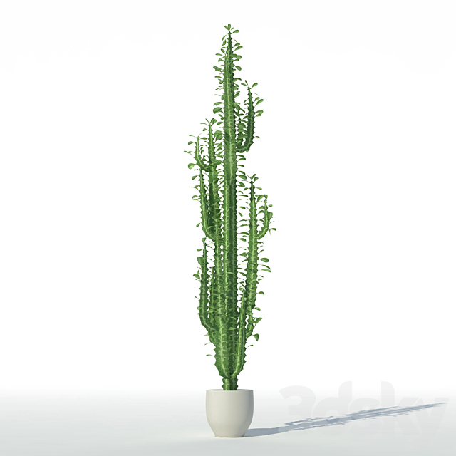 Euphorbia triangular 3DSMax File - thumbnail 1