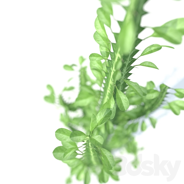 Euphorbia triangular 3DSMax File - thumbnail 2