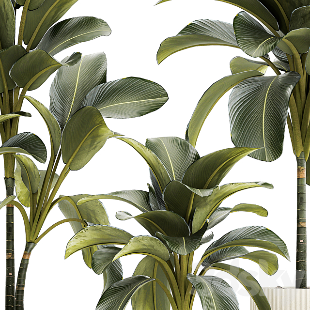 Exotic bush Calathea lutea in a pot Strelitzia. Plant set 1306 3DS Max Model - thumbnail 3