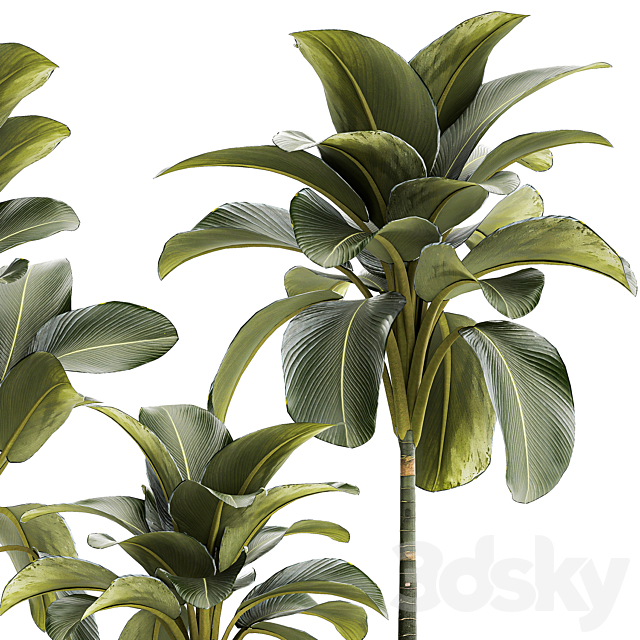 Exotic bush Calathea lutea in a pot Strelitzia. Plant set 1306 3DS Max Model - thumbnail 4