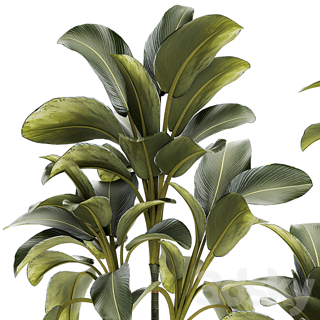 Exotic bush Calathea lutea in a pot Strelitzia. Plant set 1306 3DS Max Model - thumbnail 6