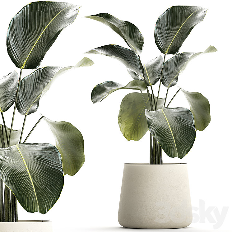 Exotic bush Calathea lutea in a pot Strelitzia. Plants 1310 3DS Max Model - thumbnail 1