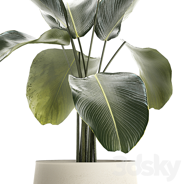 Exotic bush Calathea lutea in a pot Strelitzia. Plants 1310 3DS Max Model - thumbnail 2