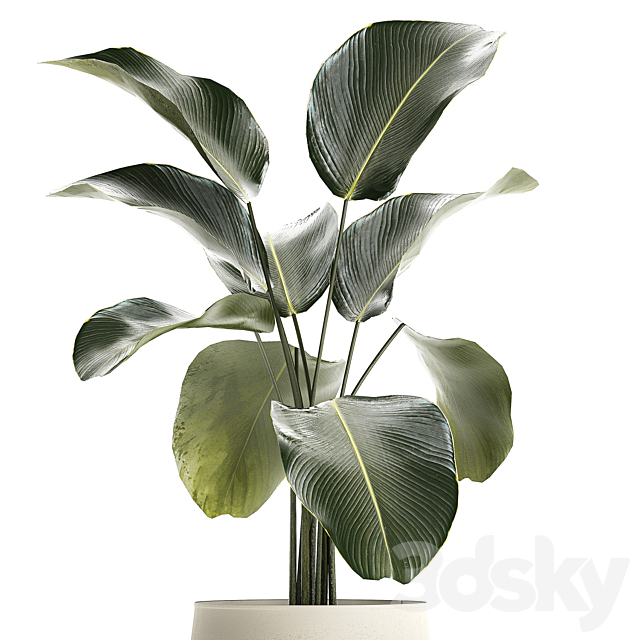 Exotic bush Calathea lutea in a pot Strelitzia. Plants 1310 3DS Max Model - thumbnail 3