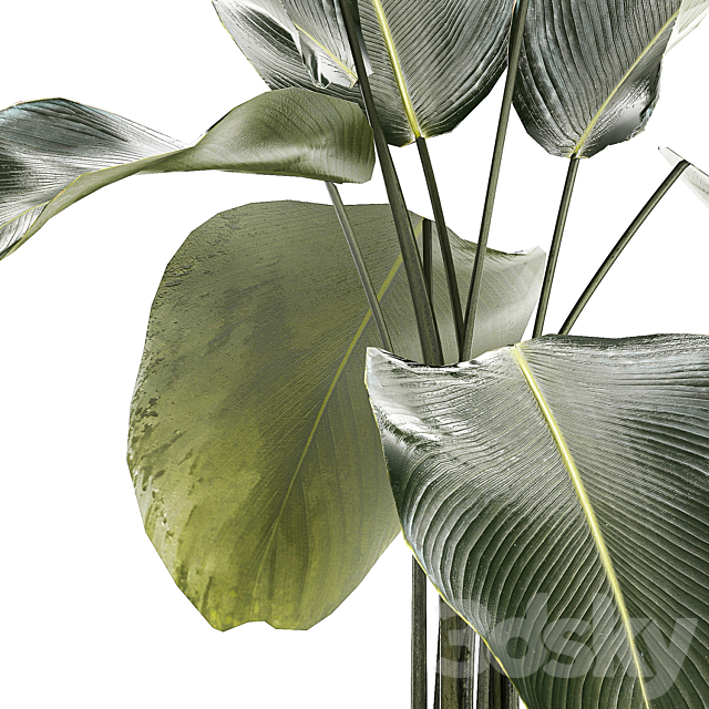 Exotic bush Calathea lutea in a pot Strelitzia. Plants 1310 3DS Max Model - thumbnail 4