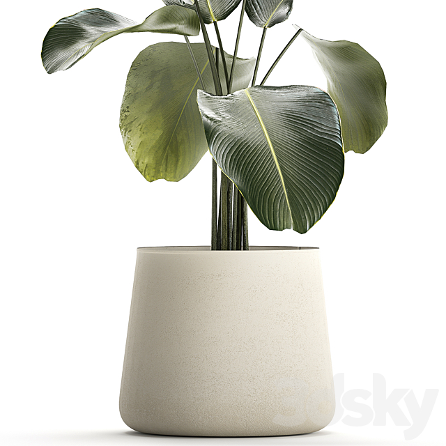 Exotic bush Calathea lutea in a pot Strelitzia. Plants 1310 3DS Max Model - thumbnail 5