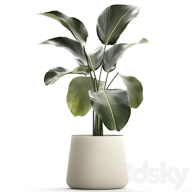 Exotic bush Calathea lutea in a pot Strelitzia. Plants 1310 3DS Max Model - thumbnail 6