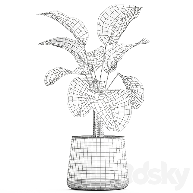 Exotic bush Calathea lutea in a pot Strelitzia. Plants 1310 3DS Max Model - thumbnail 7