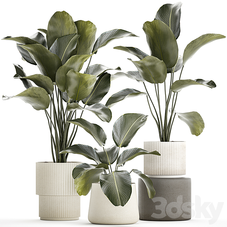 Exotic bush plants in a flower pot Calathea lutea Strelitzia. set of plants 1317 3DS Max Model - thumbnail 1