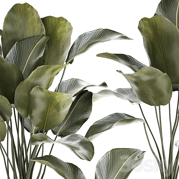 Exotic bush plants in a flower pot Calathea lutea Strelitzia. set of plants 1317 3DS Max Model - thumbnail 2