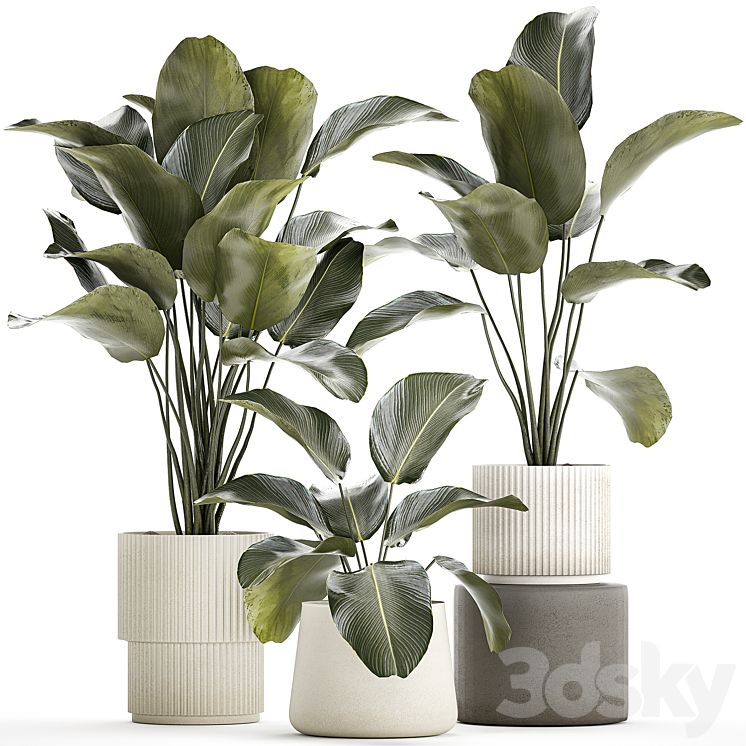 Exotic bush plants in a flower pot Calathea lutea Strelitzia. set of plants 1317 3DS Max - thumbnail 1