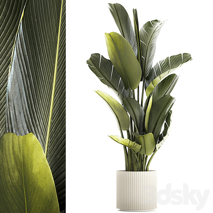 Exotic bush plants in a flower pot Ravenala Strelitzia Banana palm. Plant collection 1328 3DS Max Model - thumbnail 1