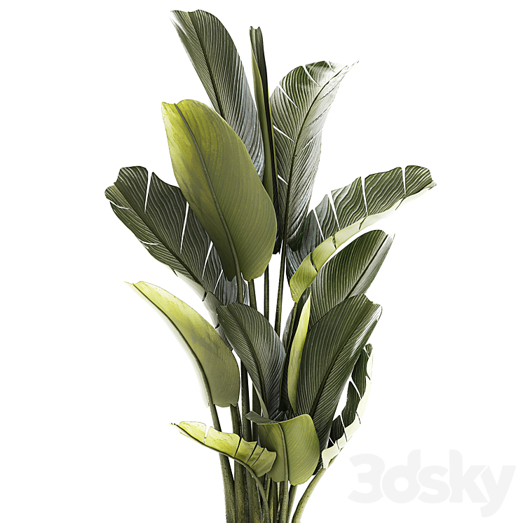 Exotic bush plants in a flower pot Ravenala Strelitzia Banana palm. Plant collection 1328 3DS Max Model - thumbnail 2