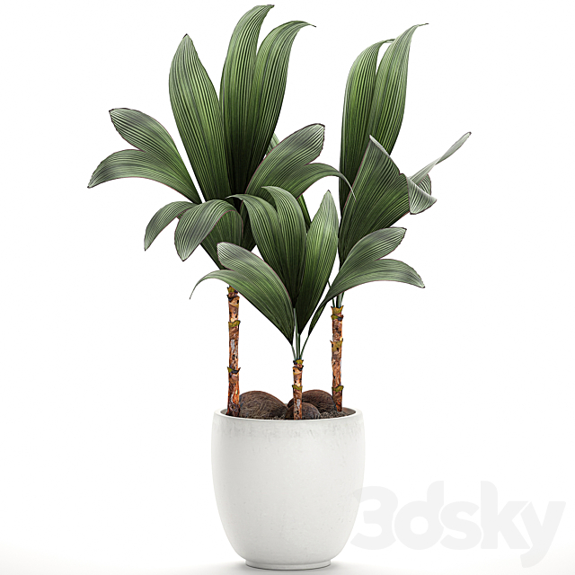 Exotic small flower coconut nutsifera in a white pot Coconut palm mini. Set 679. 3DS Max Model - thumbnail 2