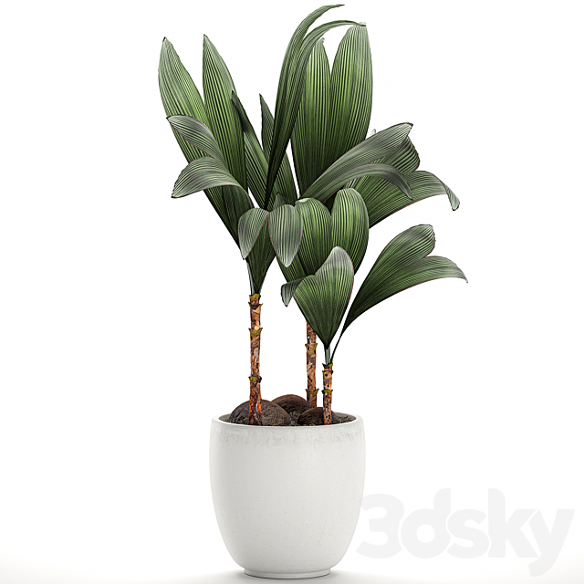 Exotic small flower coconut nutsifera in a white pot Coconut palm mini. Set 679. 3DS Max Model - thumbnail 3