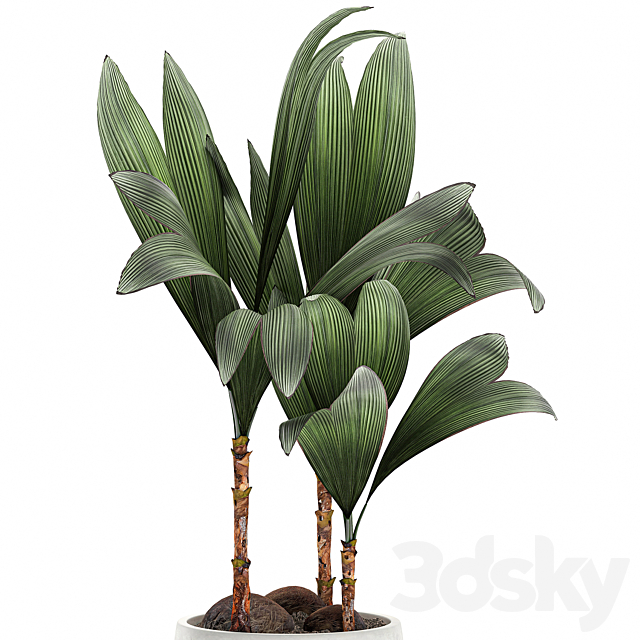 Exotic small flower coconut nutsifera in a white pot Coconut palm mini. Set 679. 3DS Max Model - thumbnail 4