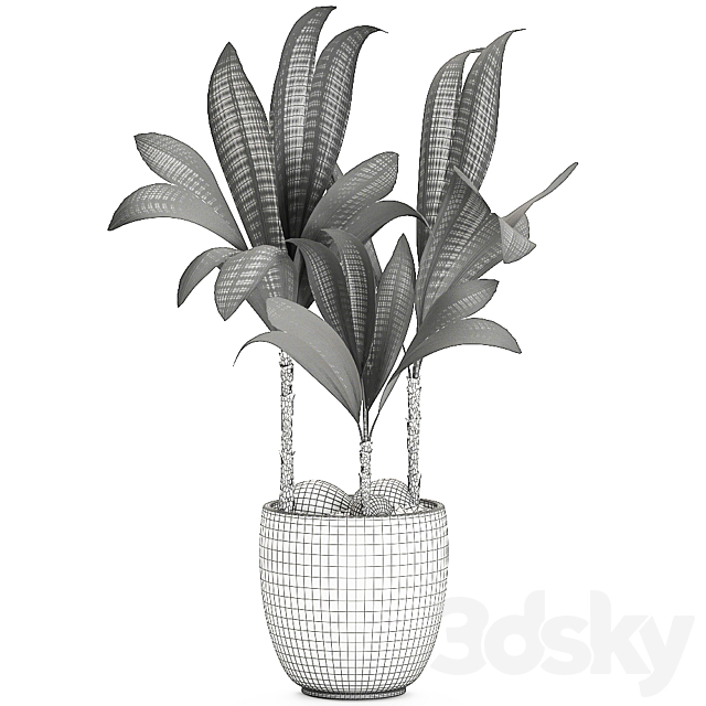 Exotic small flower coconut nutsifera in a white pot Coconut palm mini. Set 679. 3DS Max Model - thumbnail 5