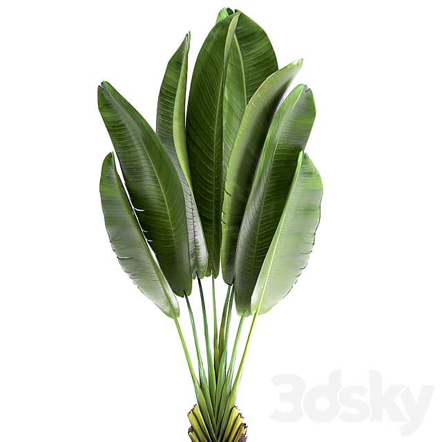 Exotic small flower in a pot with Ravenala Strelitzia Banana palm. 926. 3DS Max Model - thumbnail 2