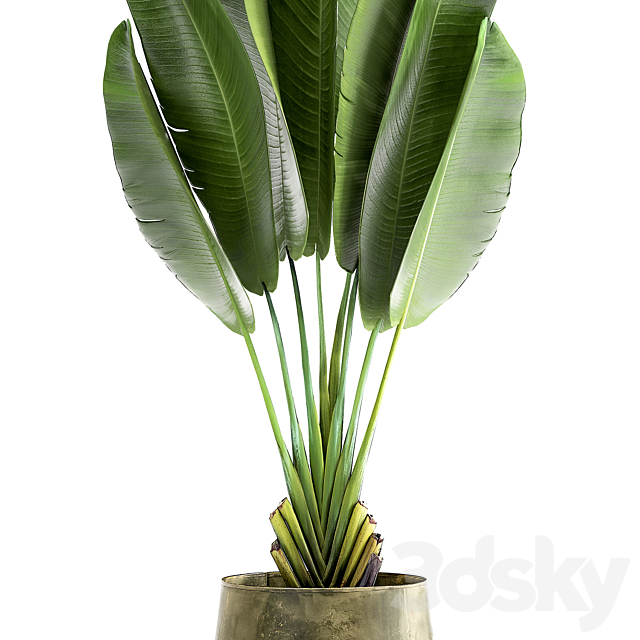 Exotic small flower in a pot with Ravenala Strelitzia Banana palm. 926. 3DS Max Model - thumbnail 3