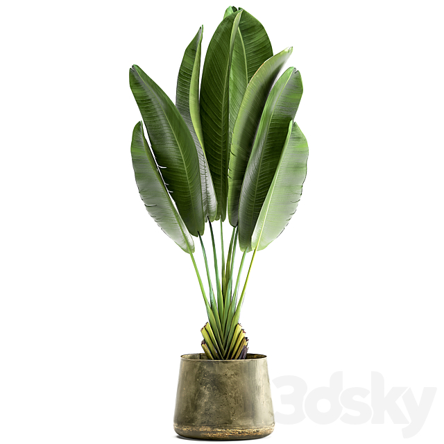 Exotic small flower in a pot with Ravenala Strelitzia Banana palm. 926. 3DS Max Model - thumbnail 4