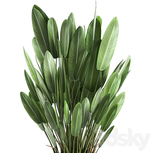 Exotic thickets in a black pot with a Strelitzia flower ravenala. Set 740. 3DS Max Model - thumbnail 2