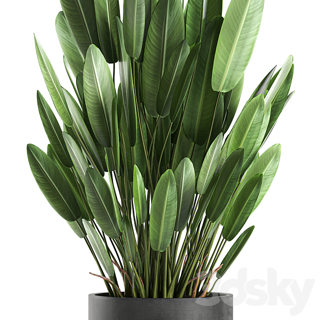 Exotic thickets in a black pot with a Strelitzia flower ravenala. Set 740. 3DS Max Model - thumbnail 3