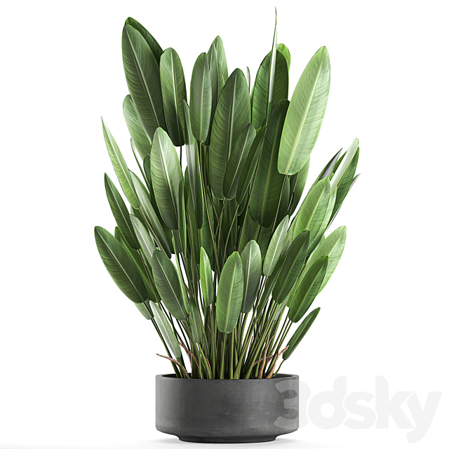 Exotic thickets in a black pot with a Strelitzia flower ravenala. Set 740. 3DS Max Model - thumbnail 4