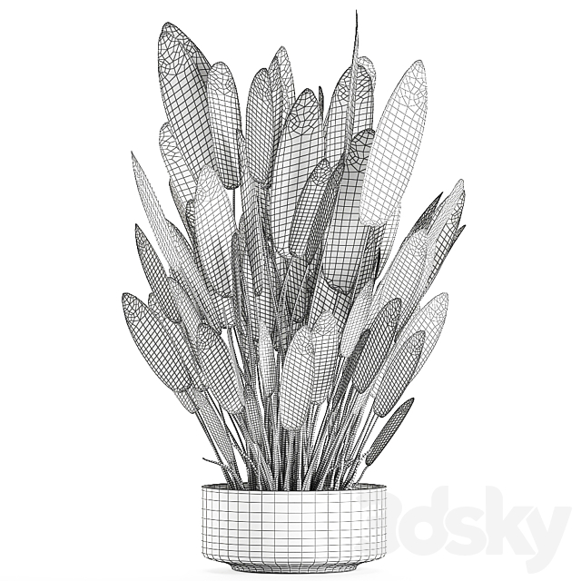 Exotic thickets in a black pot with a Strelitzia flower ravenala. Set 740. 3DS Max Model - thumbnail 5