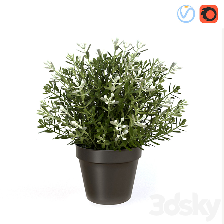 Fake Thyme 3DS Max - thumbnail 1