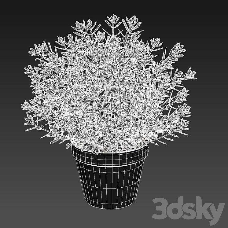 Fake Thyme 3DS Max - thumbnail 2