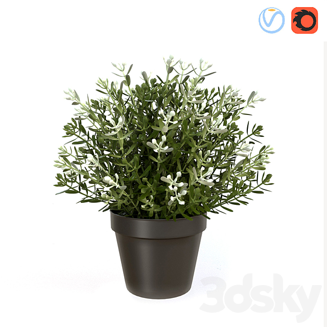 Fake Thyme 3DSMax File - thumbnail 1