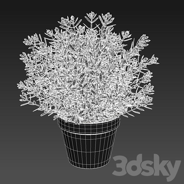 Fake Thyme 3DSMax File - thumbnail 2