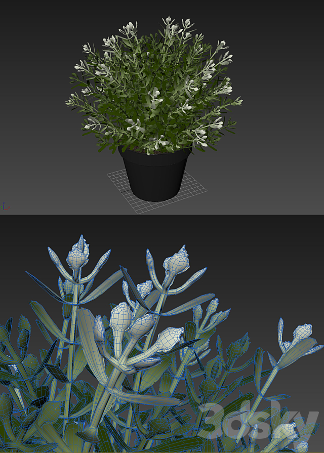 Fake Thyme 3DSMax File - thumbnail 3