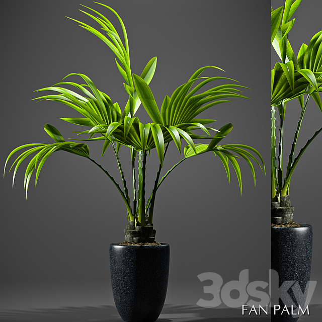 FAN PALM 52 3DSMax File - thumbnail 1