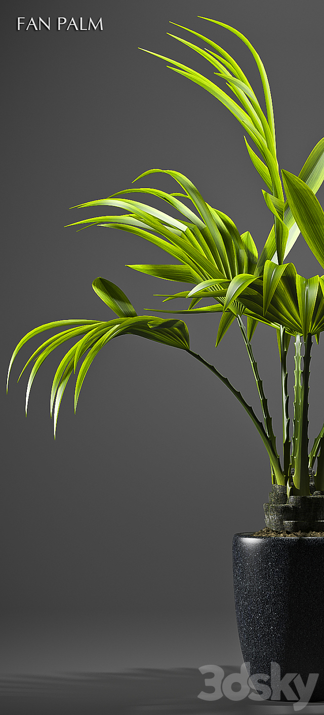 FAN PALM 52 3DSMax File - thumbnail 2