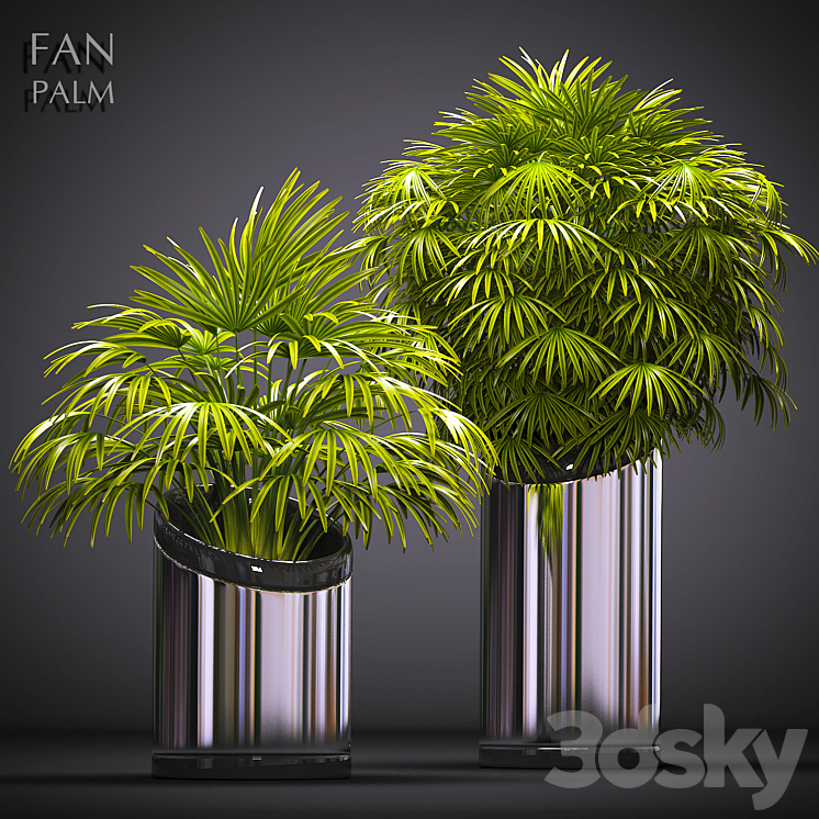 FAN PALM 53 3DS Max - thumbnail 1