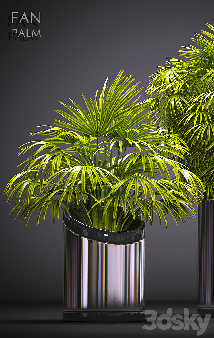 FAN PALM 53 3DS Max - thumbnail 2