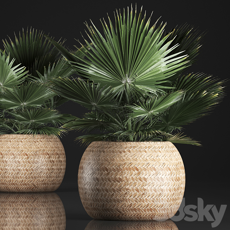 Fan palm in a basket 339. Interior palm tree basket rattan brachea eco design natural decor 3DS Max - thumbnail 1