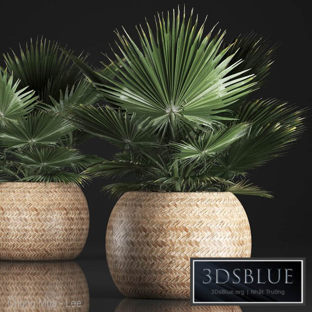 Fan palm in a basket 339. Interior palm tree basket rattan brachea eco design natural decor 3DS Max - thumbnail 3