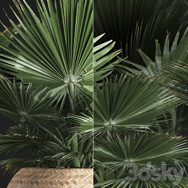 Fan palm in a basket 339. Interior palm tree basket rattan brachea eco design natural decor 3DS Max - thumbnail 2