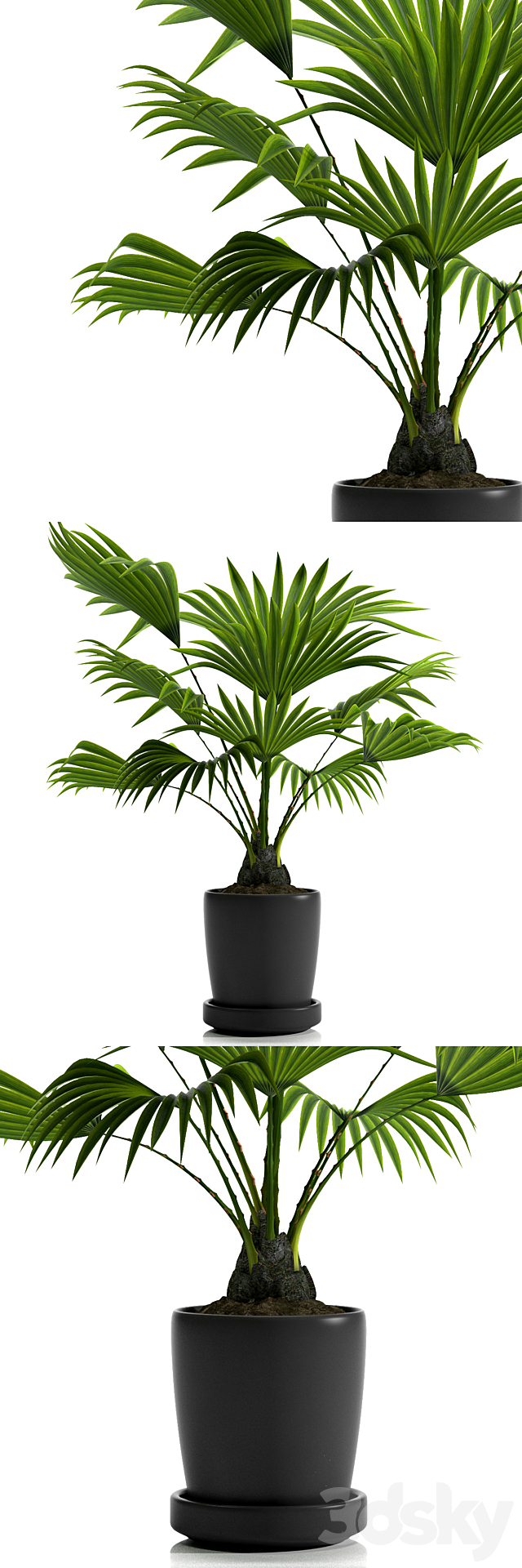 FAN PALM PLANTS 21 3DSMax File - thumbnail 1